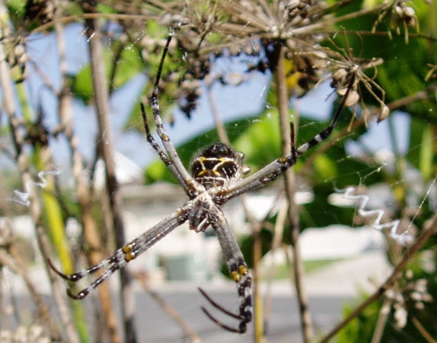 Spidersource Unlimited, Coming Soon!  Meanwhile have some Cake!!!